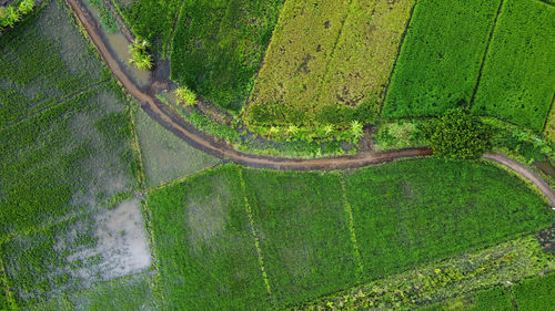 High angle view of agricultural field