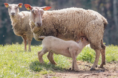 Sheep standing in a field