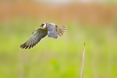 Close-up of a bird flying