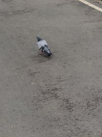 High angle view of pigeon perching on ground