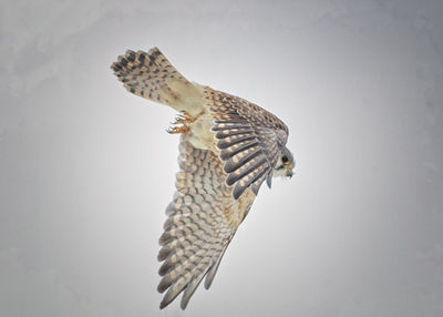 Low angle view of eagle flying