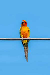 Low angle view of bird perching on cable against clear blue sky