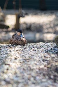 Close-up of bird perching on rock