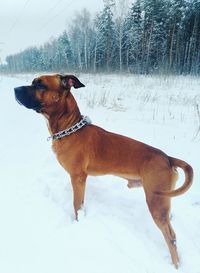 Dog standing on snow covered land