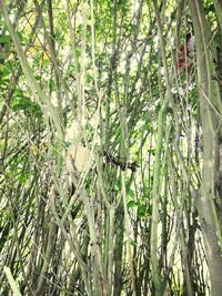 Low angle view of bamboo trees