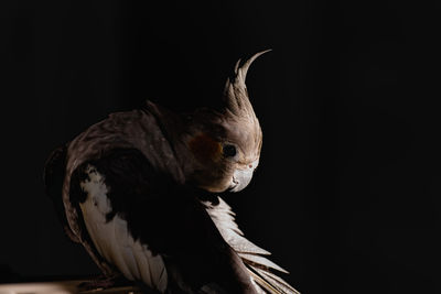 Close-up of bird against black background