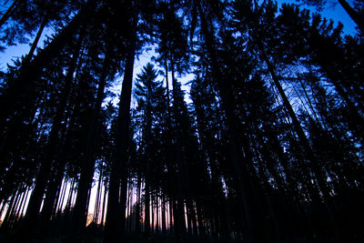 Low angle view of silhouette trees in forest against sky