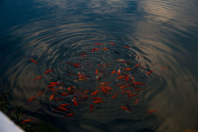 High angle view of water