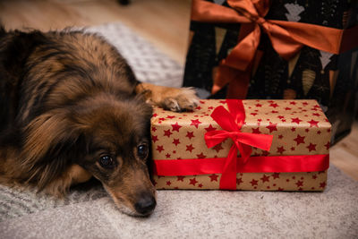 A mongrel dog guards his gift package. long coat.