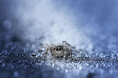 Close-up of spider on snow