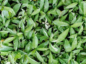 Full frame shot of green leaves