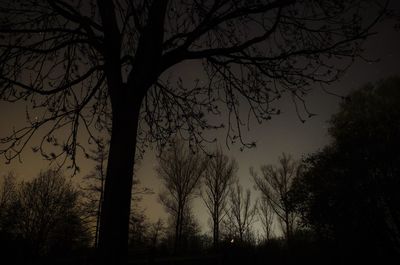 Silhouette bare tree against sky at night