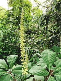 Close-up of fresh green plants in forest