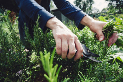 Close-up of woman picking herbs