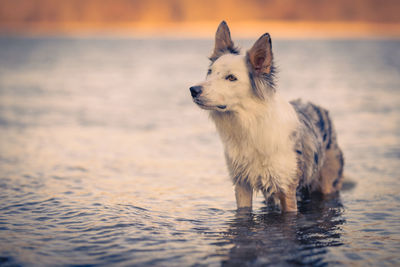 Close-up of dog standing at sunset