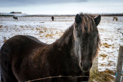 Horse in a field