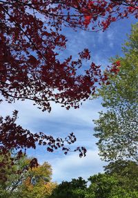 Low angle view of trees against sky
