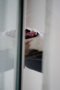Close-up of a cat yawning
