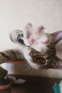 Close-up portrait of a kitten