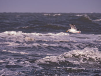 Seagull in a sea