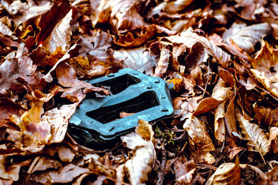 High angle view of autumn leaves on land