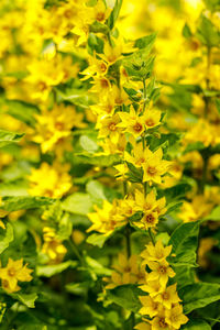 Close-up of yellow flowers blooming outdoors