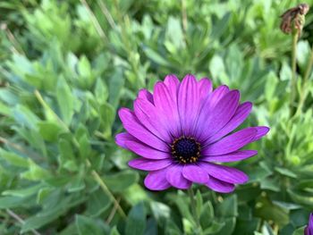 Close-up of pink flower