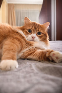 cat