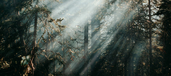 Low angle view of sunlight streaming through trees in forest