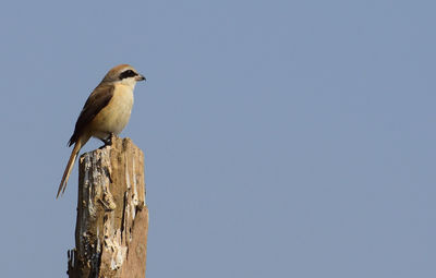 Close-up of bird perching on clear sky