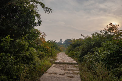 Footpath amidst trees against sky