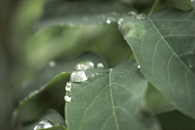 Close-up of raindrops on leaf