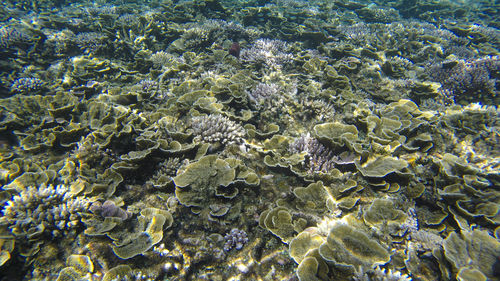 Underwater view of corals in shallow water reef under visible sunlight. selective focus points. 