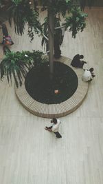 High angle view of woman on tree