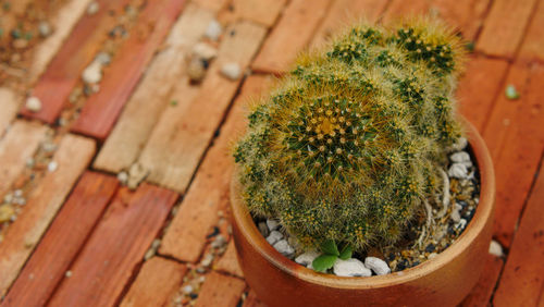 High angle view of potted cactus plants