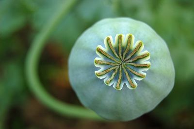 Close-up of rose on leaf