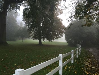 Trees on grassy field