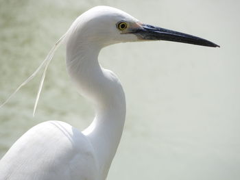 Close-up of egret against lake