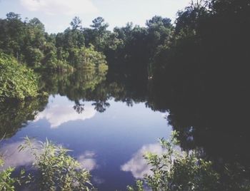 Reflection of trees in water