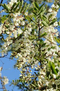 Close-up of white flowering tree