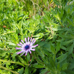 Close-up of purple flowers