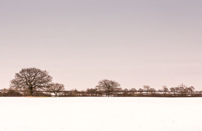 Bare trees on snow field against clear sky