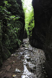 River amidst trees in forest