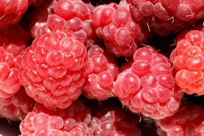 Ripe red fruits raspberry macro extreme close up. raspberry fruit background