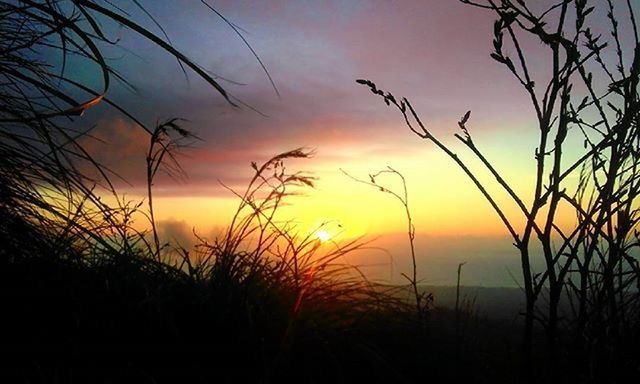 sunset, silhouette, sky, tranquility, tranquil scene, scenics, beauty in nature, orange color, nature, cloud - sky, plant, idyllic, dramatic sky, cloud, sun, growth, landscape, field, majestic, outdoors