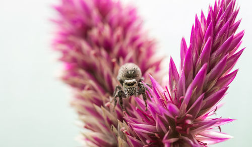 Close-up of pink flower