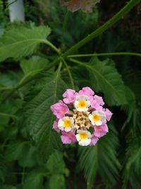 Close-up of pink flowering plant