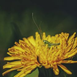 Close-up of yellow flower