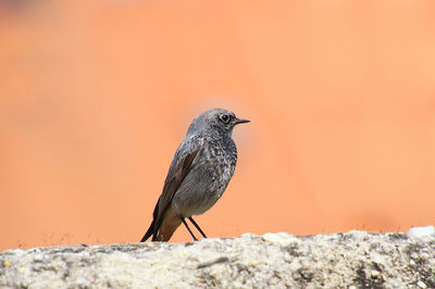 Close-up of bird perching on rock