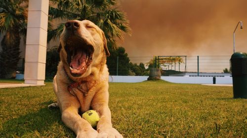 Dog sitting on grass against sky